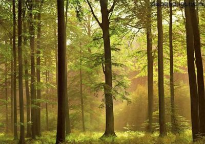 autumn-forest-216.jpg